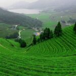 Phân tích tiềm năng khi đầu tư vào đất đồi Bảo Lộc