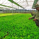 Kinh nghiệm mua bán trang trại Lâm Đồng hiệu quả nhất