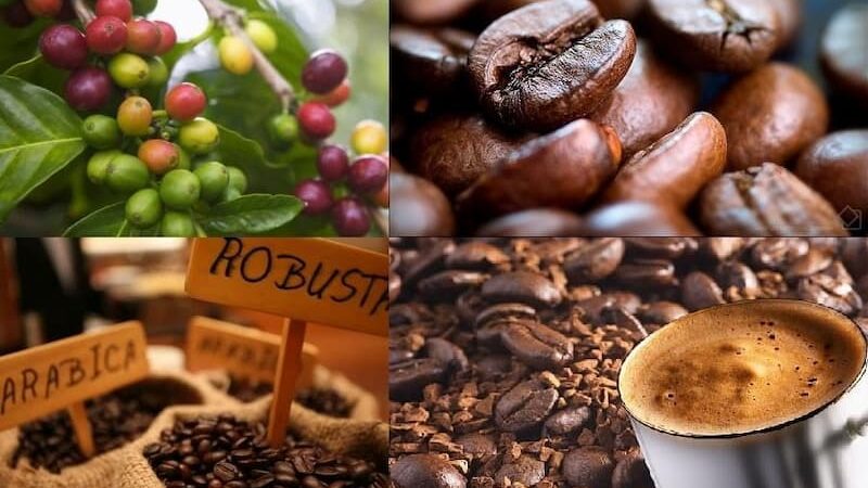 Cập nhật giá cà phê Bảo Lộc và một số tỉnh vùng Tây Nguyên