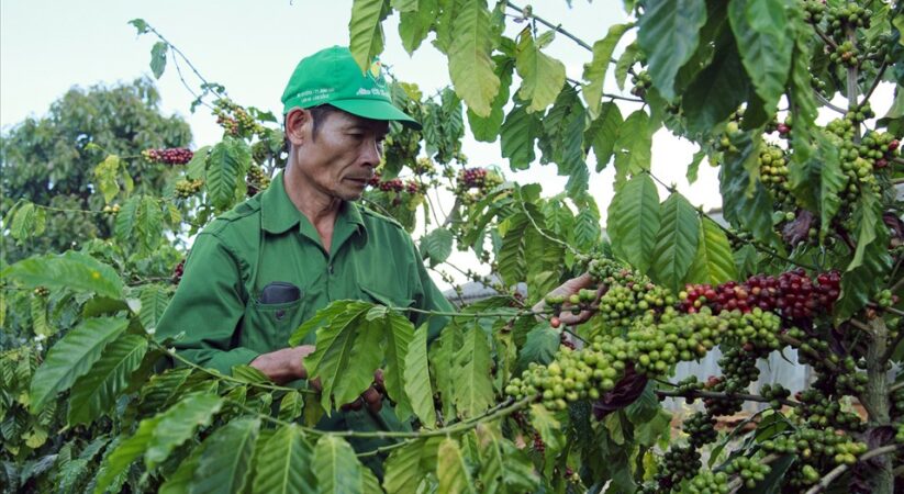 Giá cà phê Lâm Đồng – Cập nhật mức giá mới nhất 2022