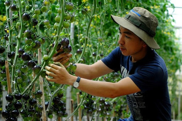 Vườn cà chua Đà Lạt và những trải nghiệm cực thú vị | Bản tin Lâm Đồng