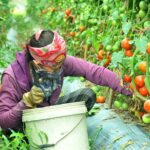 Vườn cà chua Đà Lạt và những trải nghiệm cực thú vị