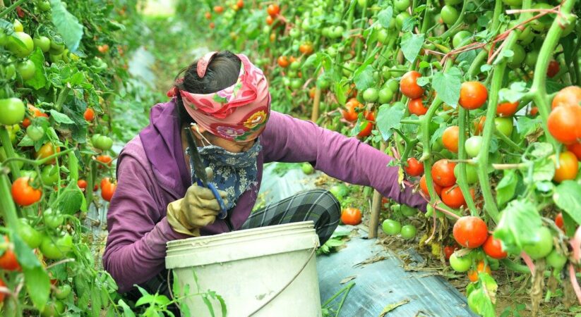 Vườn cà chua Đà Lạt và những trải nghiệm cực thú vị