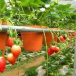 Điểm danh những vườn dâu Đà Lạt nổi tiếng, cho tham quan miễn phí
