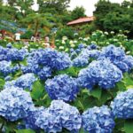 Trại Mát – Vườn hoa cẩm tú cầu Đà Lạt hot nhất hiện nay