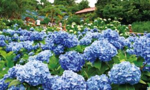 Trại Mát – Vườn hoa cẩm tú cầu Đà Lạt hot nhất hiện nay