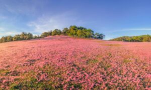 Chia sẻ kinh nghiệm du lịch đồi cỏ hồng Đà Lạt 2022