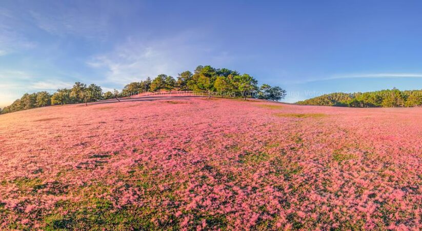 Chia sẻ kinh nghiệm du lịch đồi cỏ hồng Đà Lạt 2022