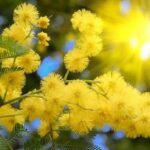 Hoa mimosa Đà Lạt nở vào tháng mấy? Cung đường hoa mimosa đẹp nhất
