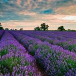 Khám phá những khu du lịch lavender Đà Lạt nổi tiếng hiện nay