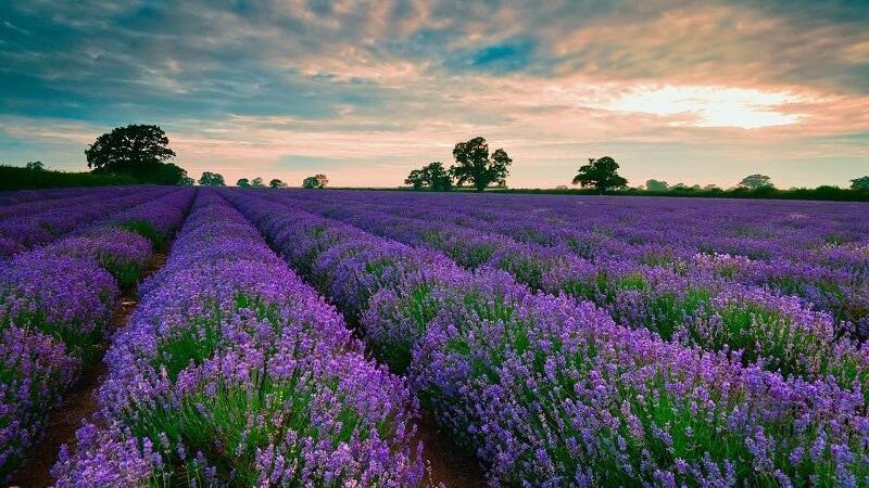 Khám phá những khu du lịch lavender Đà Lạt nổi tiếng hiện nay