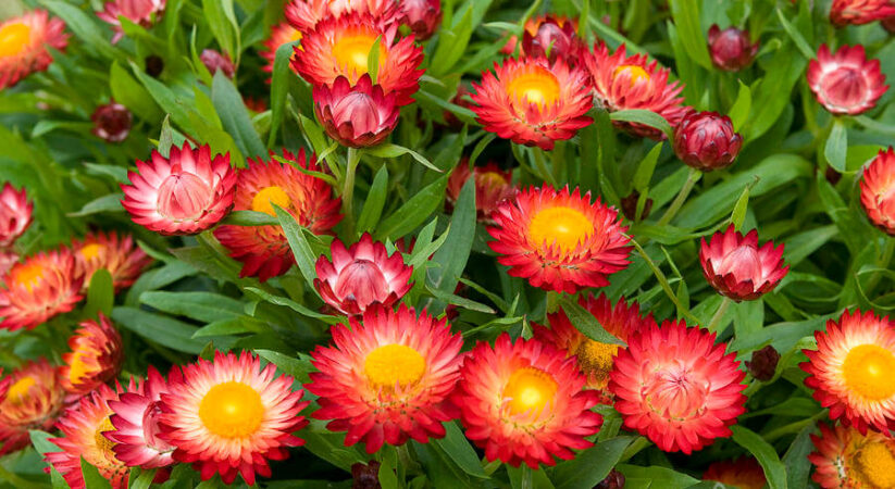 Hoa bất tử Đà Lạt – Loài hoa đẹp chứa đựng nhiều ý nghĩa sâu sắc